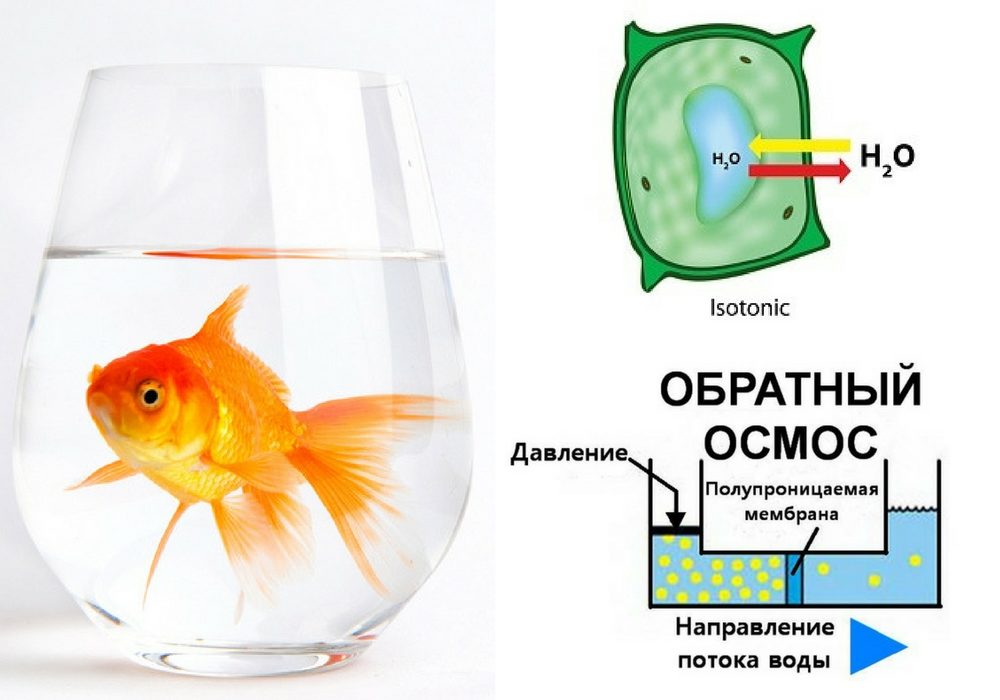 osmoticheskaya voda